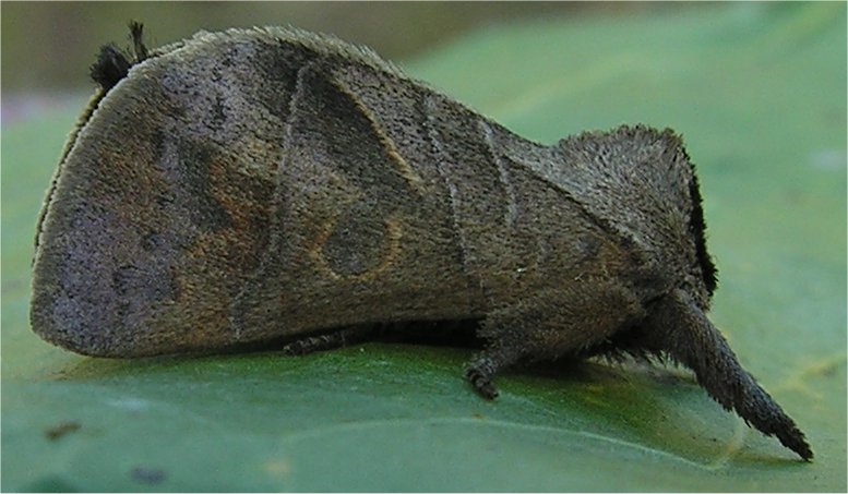 larve di lepidottero defoliatore: Clostera anastomosis